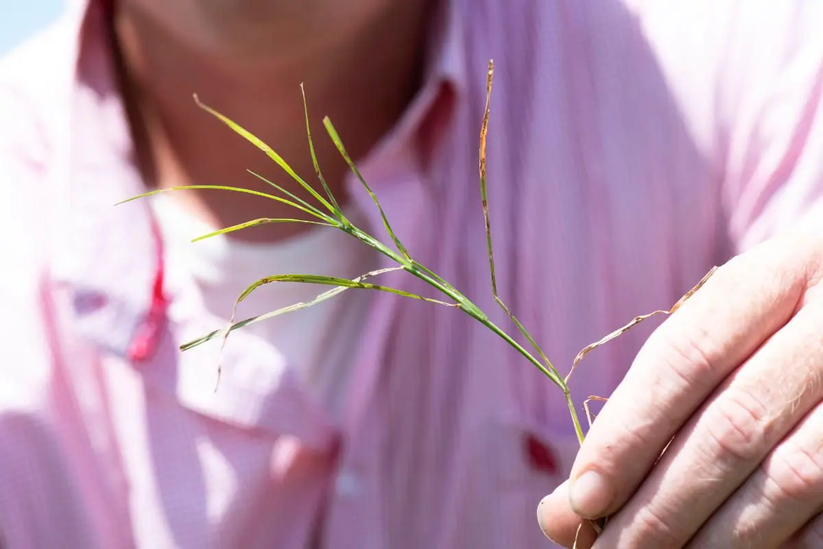 Biofuels are important alternatives to jet fuel as they are made from plants and waste.